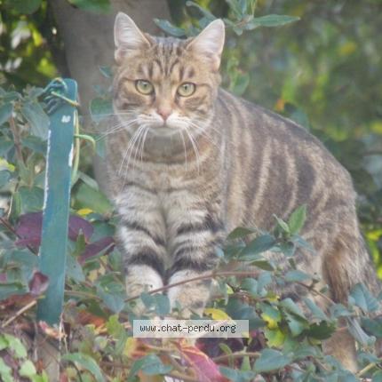 Photo de chat perdu à Montreuil