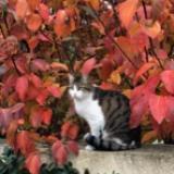 Photo de chat perdu à Castries