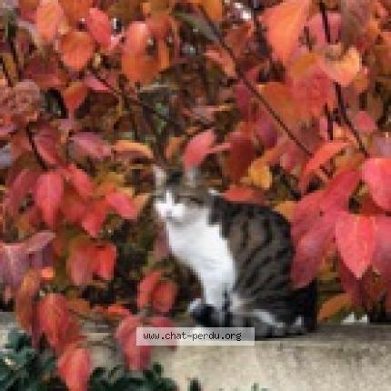 Photo 1/1 Chat retrouvé Perdu à Castries