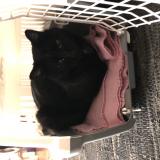 Photo de chat perdu à Sainte Foy Les Lyon