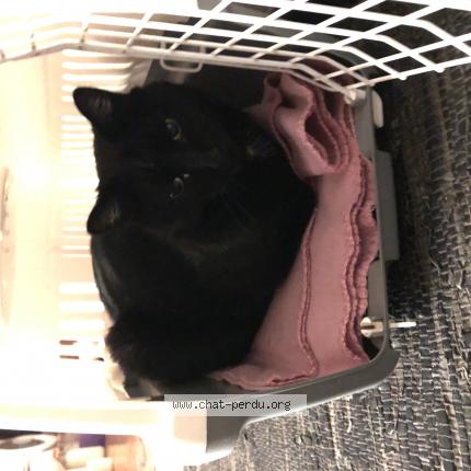 Photo de chat perdu à Sainte Foy Les Lyon