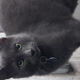 Photo de chat perdu à Suresnes