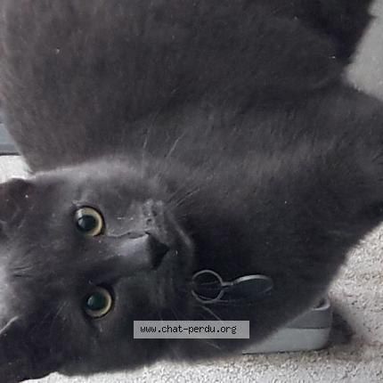 Photo de chat perdu à Suresnes