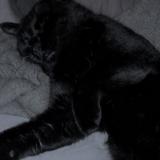 Photo de chat perdu à Chaville