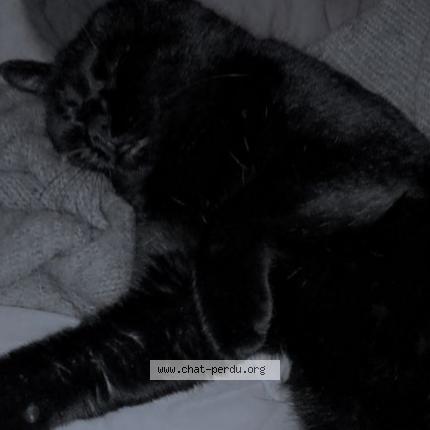 Photo de chat perdu à Chaville