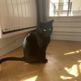 Photo de chat perdu à Vigneux Sur Seine