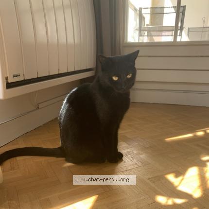 Photo 1/1 Chat retrouvé Perdu à Vigneux Sur Seine