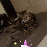 Photo de chat perdu à Dagneux