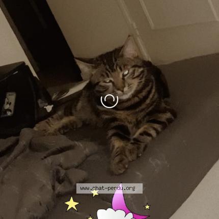Photo de chat perdu à Dagneux
