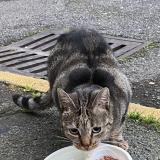 Photo de chat perdu à Le Pecq