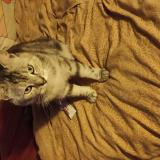 Photo de chat perdu à Annemasse