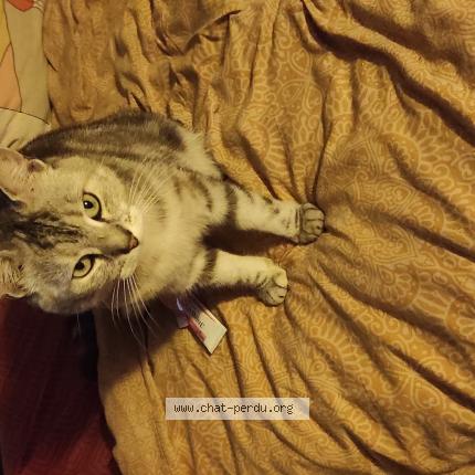 Photo 1/1 Chat retrouvé Perdu à Annemasse