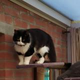 Photo de chat perdu à Faches Thumesnil