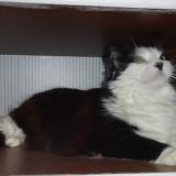 Photo de chat perdu à Toulouse