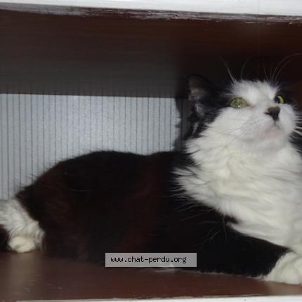 Photo 1/1 Chat retrouvé Perdu à Toulouse