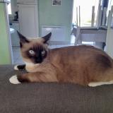 Photo de chat perdu à Benet