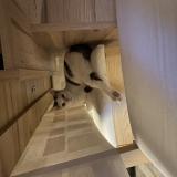 Photo de chat perdu à Wittelsheim