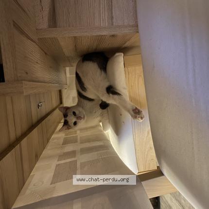 Photo 1/1 Chat retrouvé Perdu à Wittelsheim