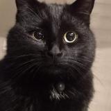 Photo de chat perdu à Quesnoy Sur Deule