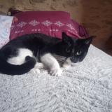 Photo de chat perdu à Le Montat