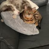 Photo de chat perdu à St Quentin La Motte Croix Au Bailly