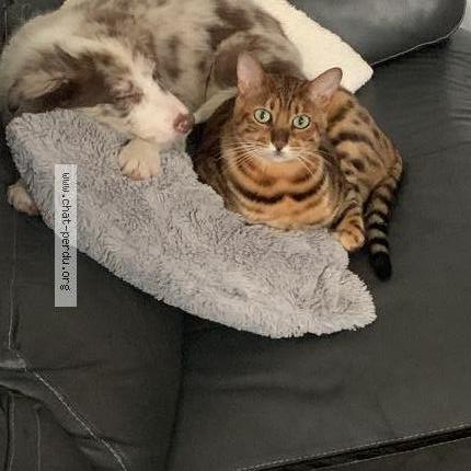 Photo 1/1 Chat retrouvé Perdu à St Quentin La Motte Croix Au Bailly