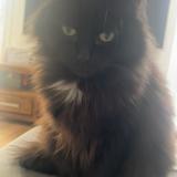 Photo de chat perdu à Gennevilliers