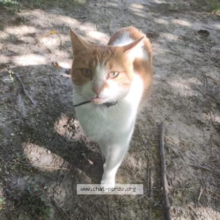 Photo 1/1 Chat retrouvé Perdu à Gaillac