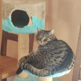 Photo de chat perdu à Lagnieu