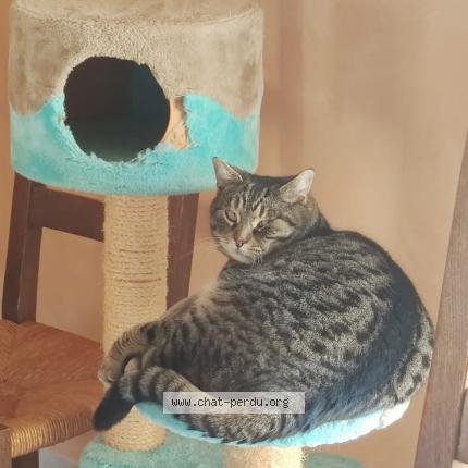 Photo 1/1 Chat retrouvé Perdu à Lagnieu