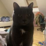 Photo de chat perdu à Nozay