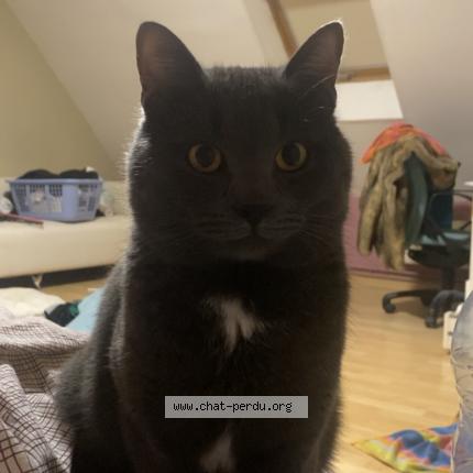 Photo de chat perdu à Nozay