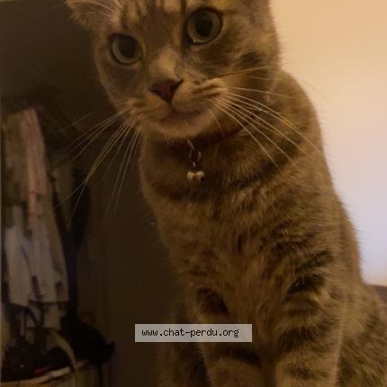 Photo de chat perdu à Asnieres Sur Seine