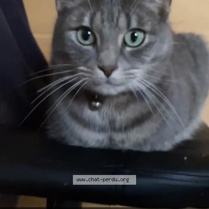 Photo 2/5 Chat retrouvé Perdu à Asnieres Sur Seine