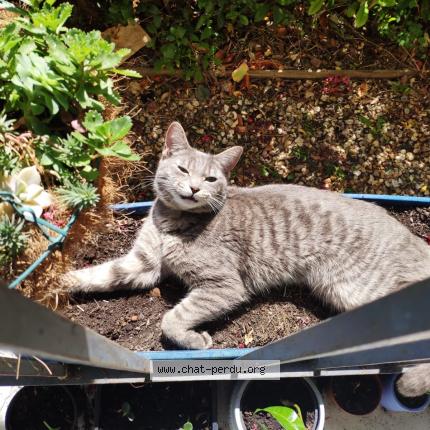 Photo 3/5 Chat retrouvé Perdu à Asnieres Sur Seine