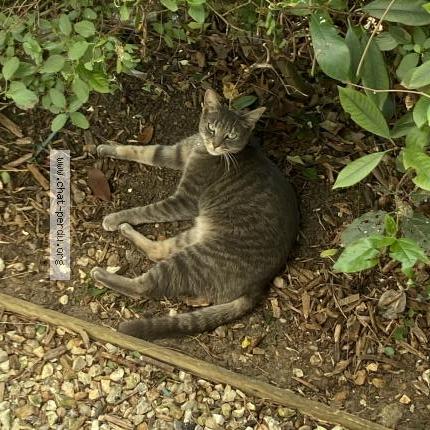 Photo 4/5 Chat retrouvé Perdu à Asnieres Sur Seine