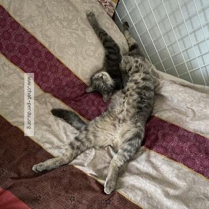Photo 5/5 Chat retrouvé Perdu à Asnieres Sur Seine