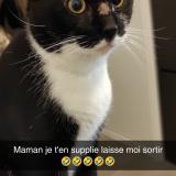 Photo de chat perdu à Pulnoy