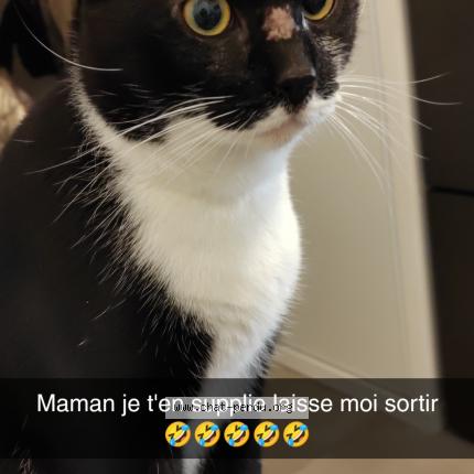 Photo 1/1 Chat retrouvé Perdu à Pulnoy