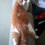 Photo de chat perdu à Seichamps