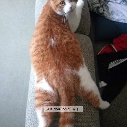 Photo 1/1 Chat retrouvé Perdu à Seichamps
