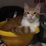 Photo de chat perdu à Saint Pierre Du Mont