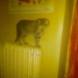 Photo de chat trouvé à Angers Maine Et Loire