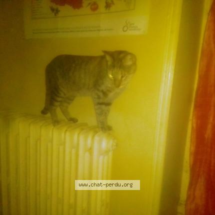 Photo 1/2 Chat retrouvé Trouvé à Angers maine et loire