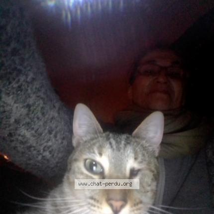 Photo 2/2 Chat retrouvé Trouvé à Angers maine et loire