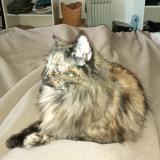 Photo de chat perdu à Loc Envel