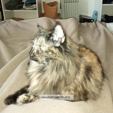 Photo 1/1 Chat retrouvé Perdu à Loc Envel