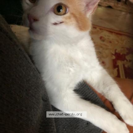Photo de chat perdu à Villemomble