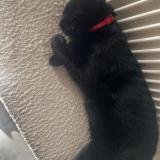 Photo de chat perdu à Mitry Mory