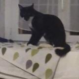 Photo de chat perdu à Seboncourt